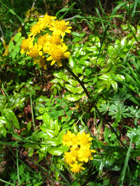 Eagle Creek-166.JPG - Eagle Creek